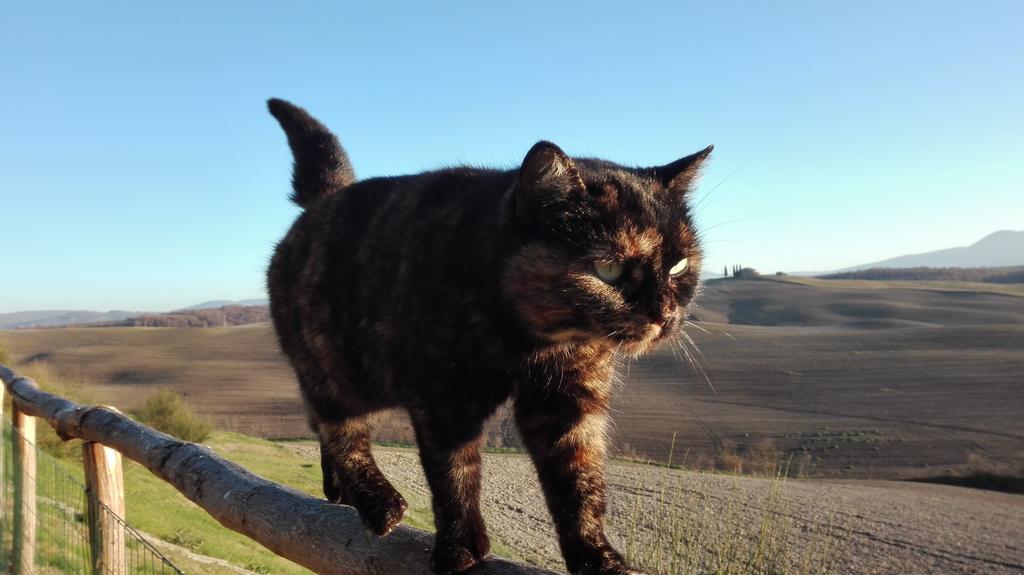 Agriturismo Bonello Pienza Dış mekan fotoğraf